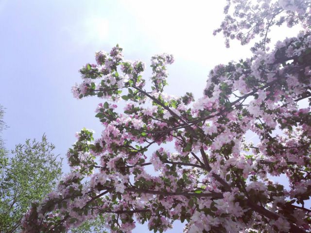 一顆會(huì)開(kāi)花的樹(shù)-圖片來(lái)源編輯網(wǎng)