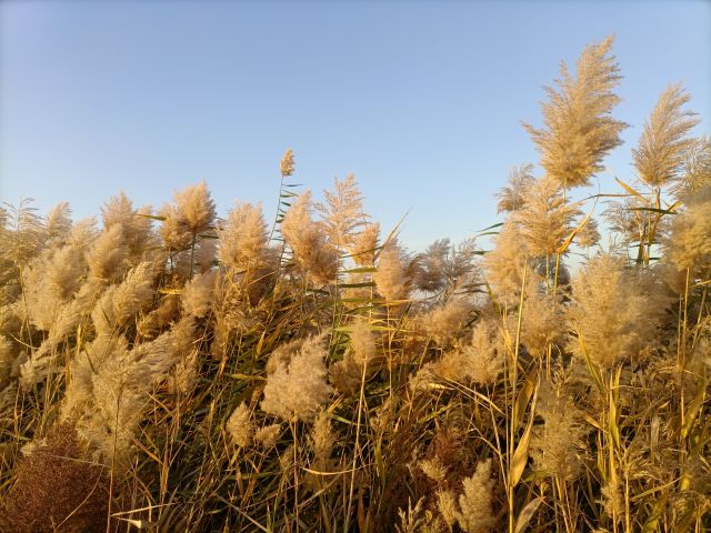 蘆葦-圖片來源編輯網(wǎng)