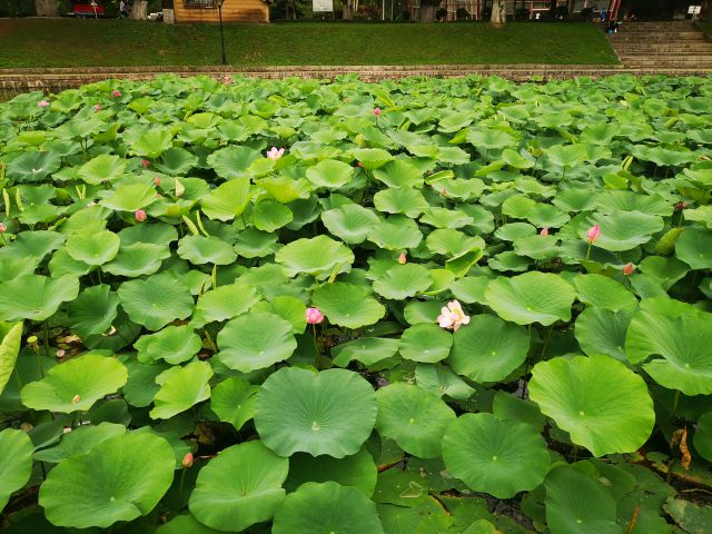 荷花-圖片來(lái)源編輯網(wǎng)
